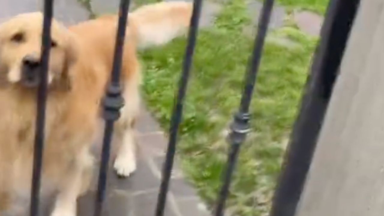 un cane gioca con gli sconosciuti