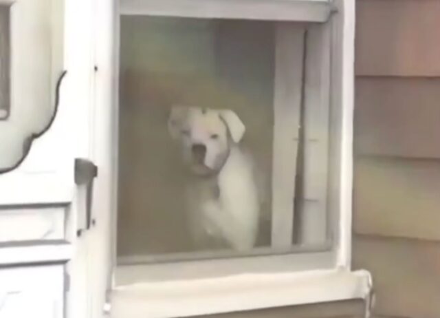 Un cane da guardia velocissimo fa credere a chiunque che in casa ci siano almeno 4 cani (VIDEO)