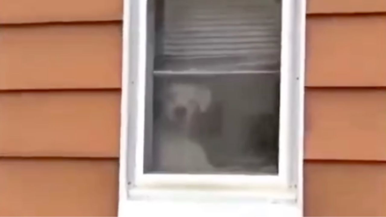 un cane protegge la casa