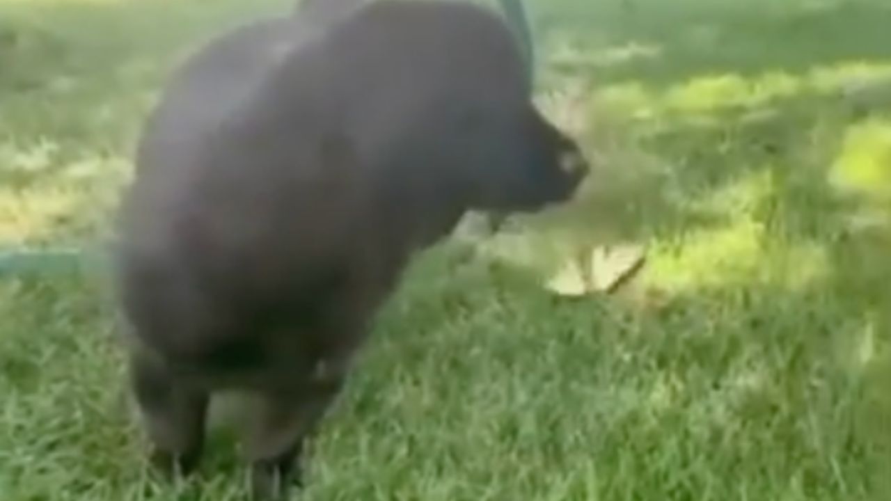 Un cane rimane colpito dalle farfalle