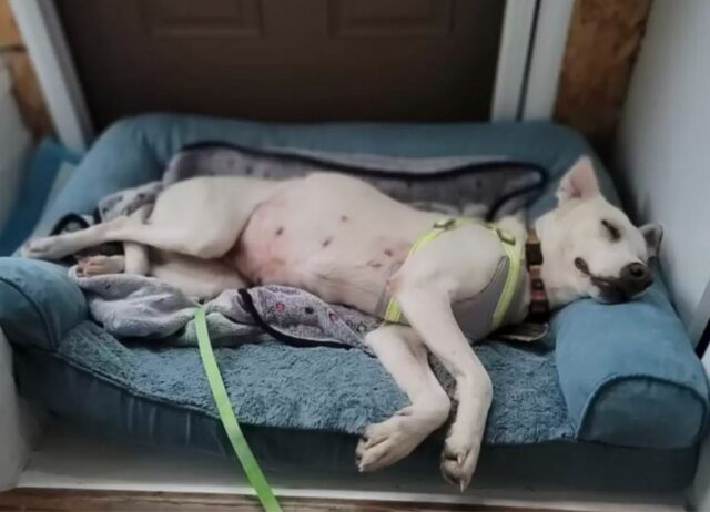 Una donna esce in giardino e trova un’inattesa ospite canina che dorme nella sua aiuola