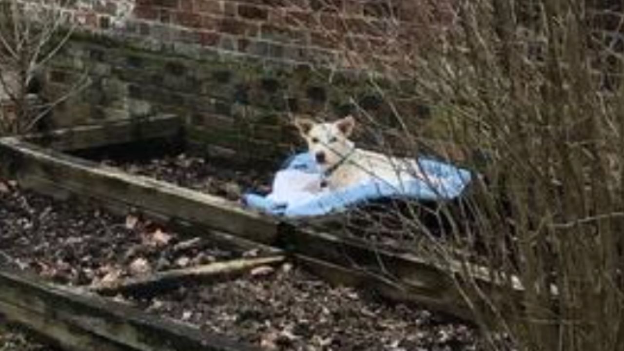 una donna trova un cane