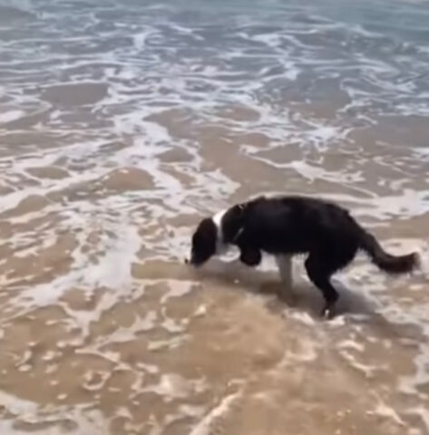 Cane si bagna nell’acqua