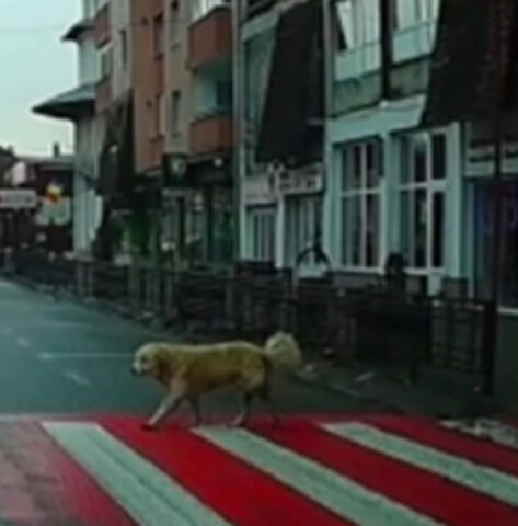 Vedono un cane fermo per strada: il suo comportamento fa impazzire tutti