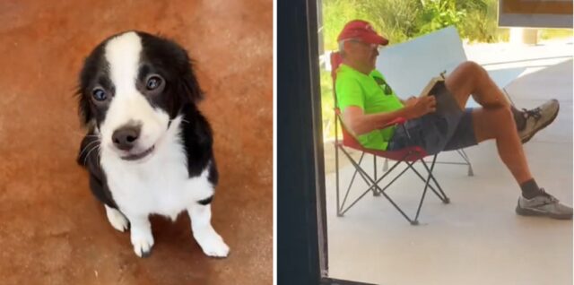 Per adottare il suo cucciolo preferito uomo aspetta 5 ore fuori dal rifugio