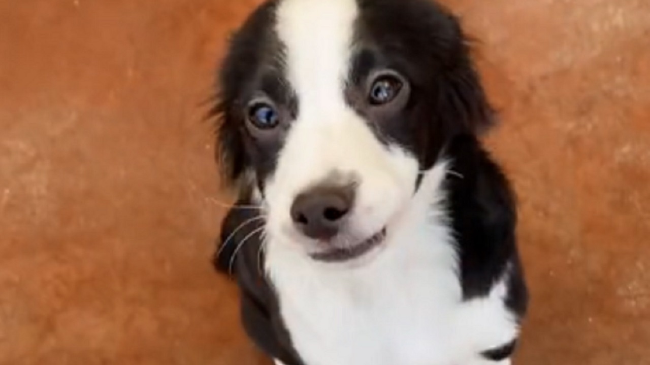 Cucciolo di Border Collie