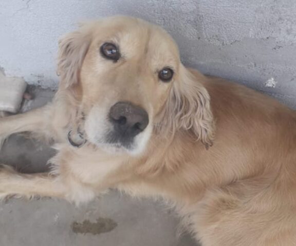 Anagni, Cocker Spaniel di 8 anni svanisce come se nulla fosse, al via le indagini per salvare Bobbi