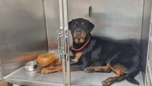 Attore spagnolo adotta un Rottweiler maltrattato e denuncia sui social il suo aguzzino