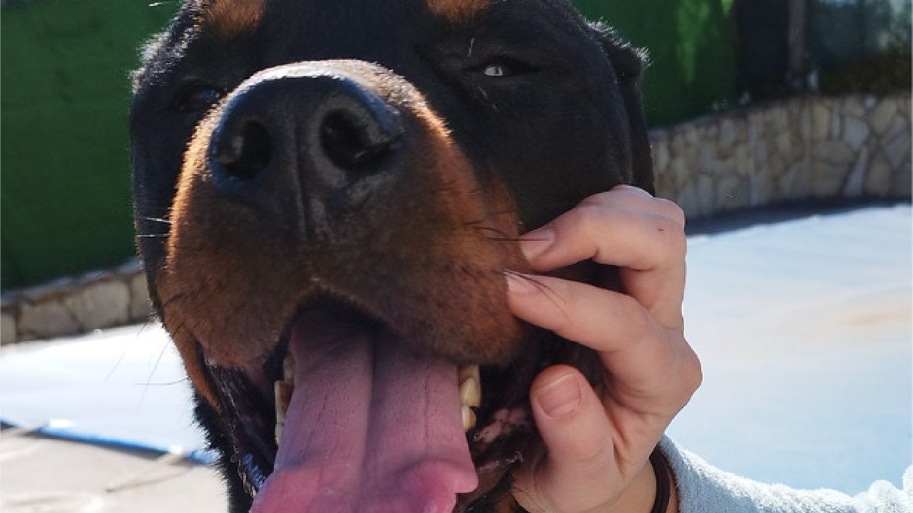 Carezze al cane di razza Rottweiler