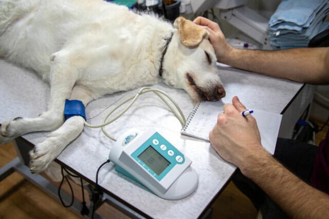 Baci d’addio ai cani in un ospedale per animali prima dell’eutanasia