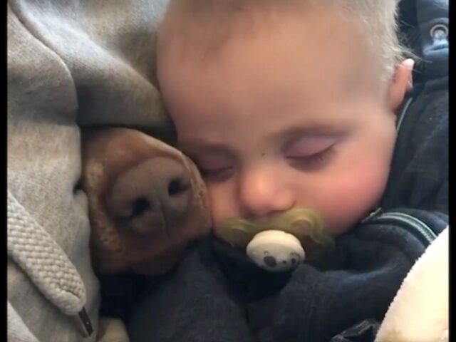 cane marrone che dorme con bambino