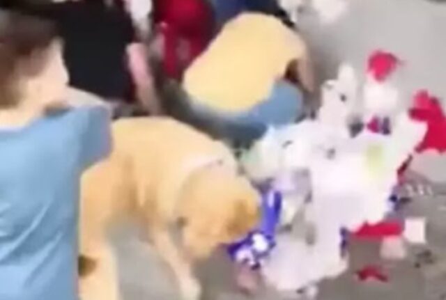 Il cane si dispera guardando il bambino che non riesce a rompere la piñata e decide di fare tutto lui