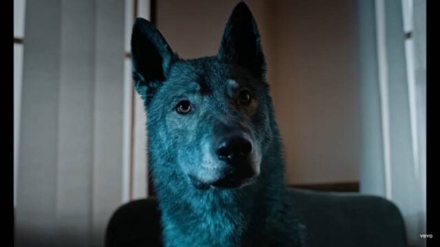 Cane lupo dipinto di blu