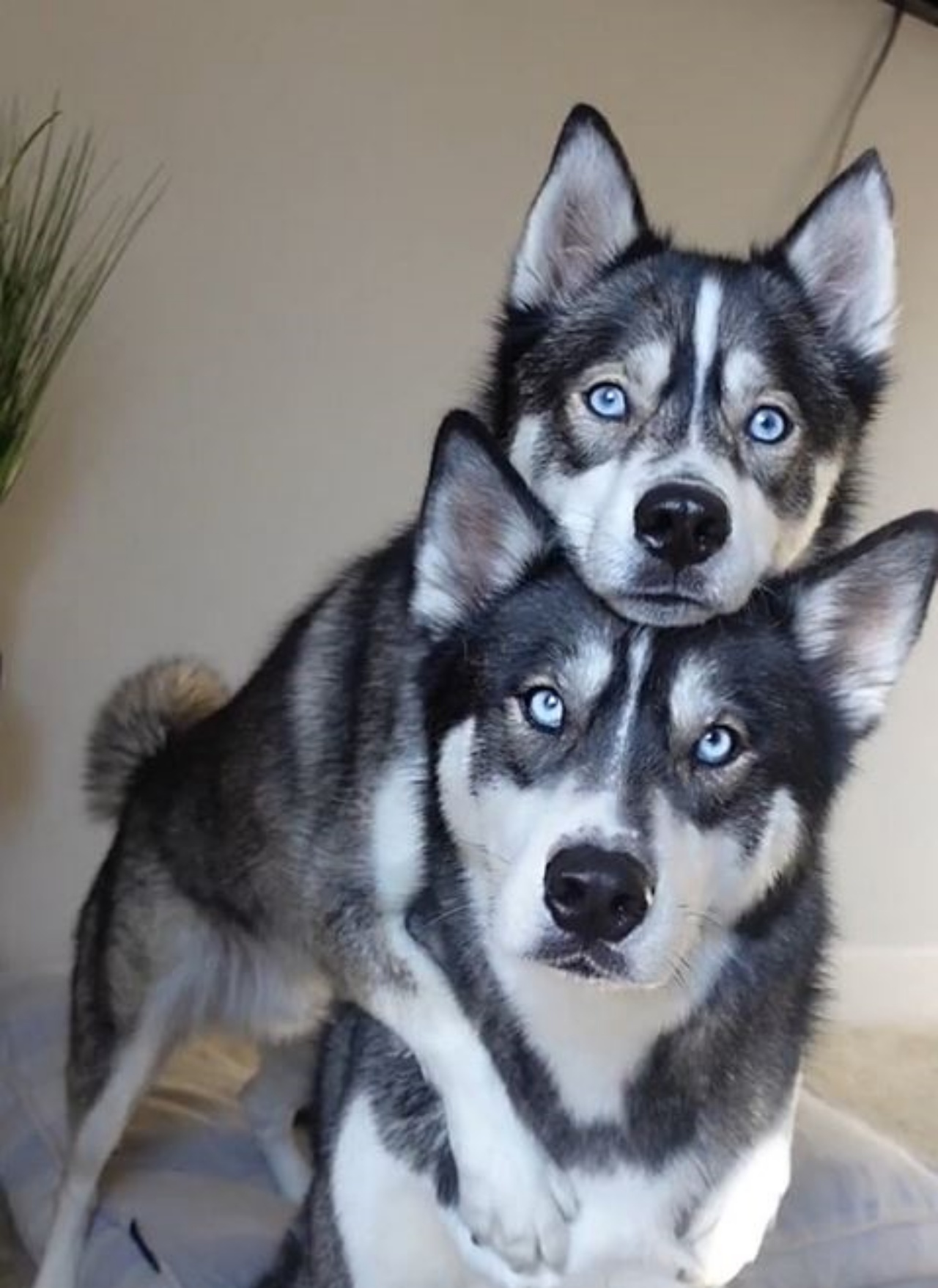 Due cani in posa per un selfie