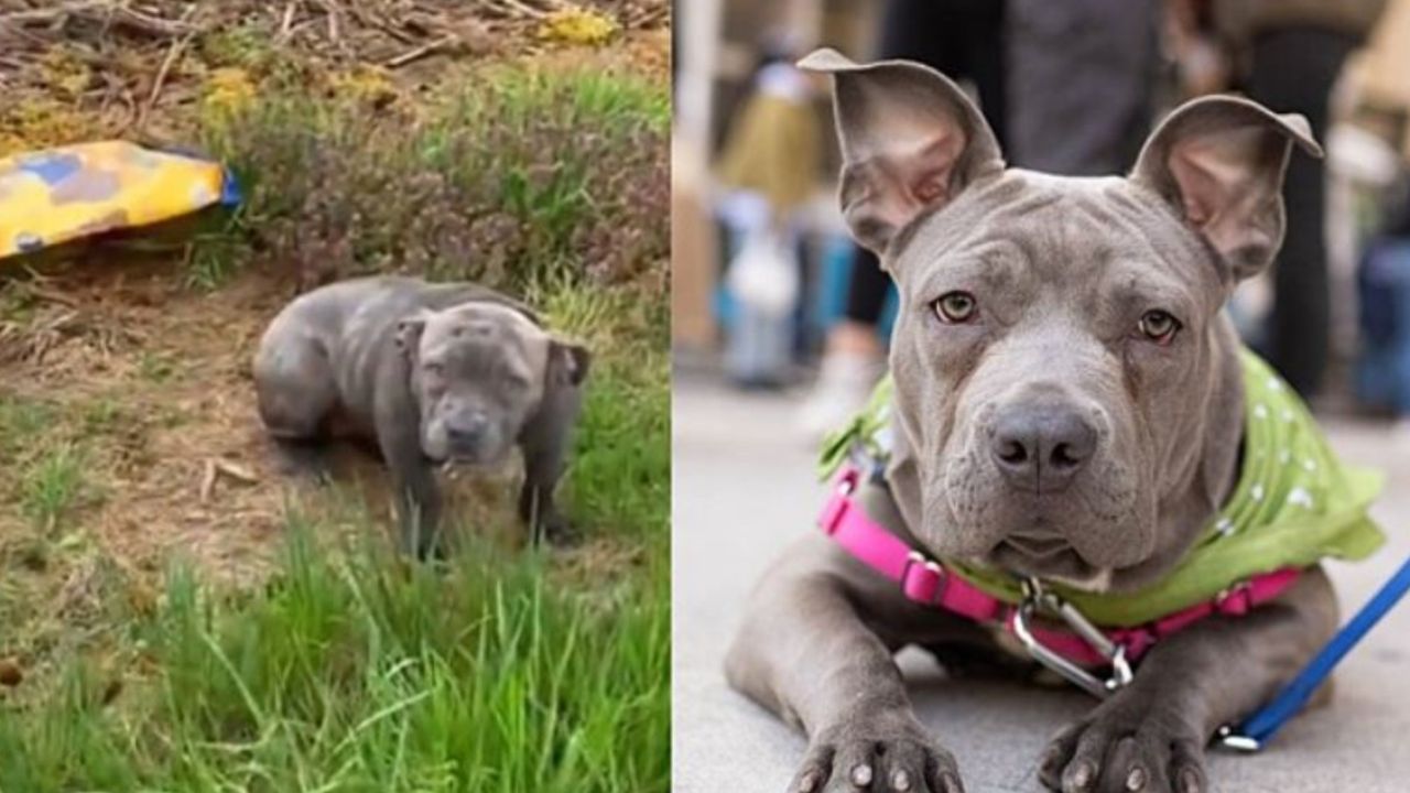 Bluu il cane lasciato sul ciglio della strada