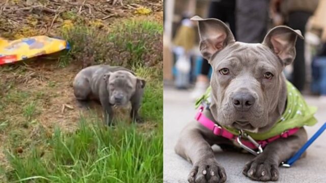 Un Pitbull di nome Bluu abbadonato a se stesso attende che la sua famiglia torni a prenderlo