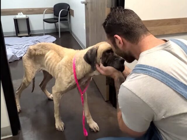 Un uomo prende con sé una cagnolina e giura di salvarla