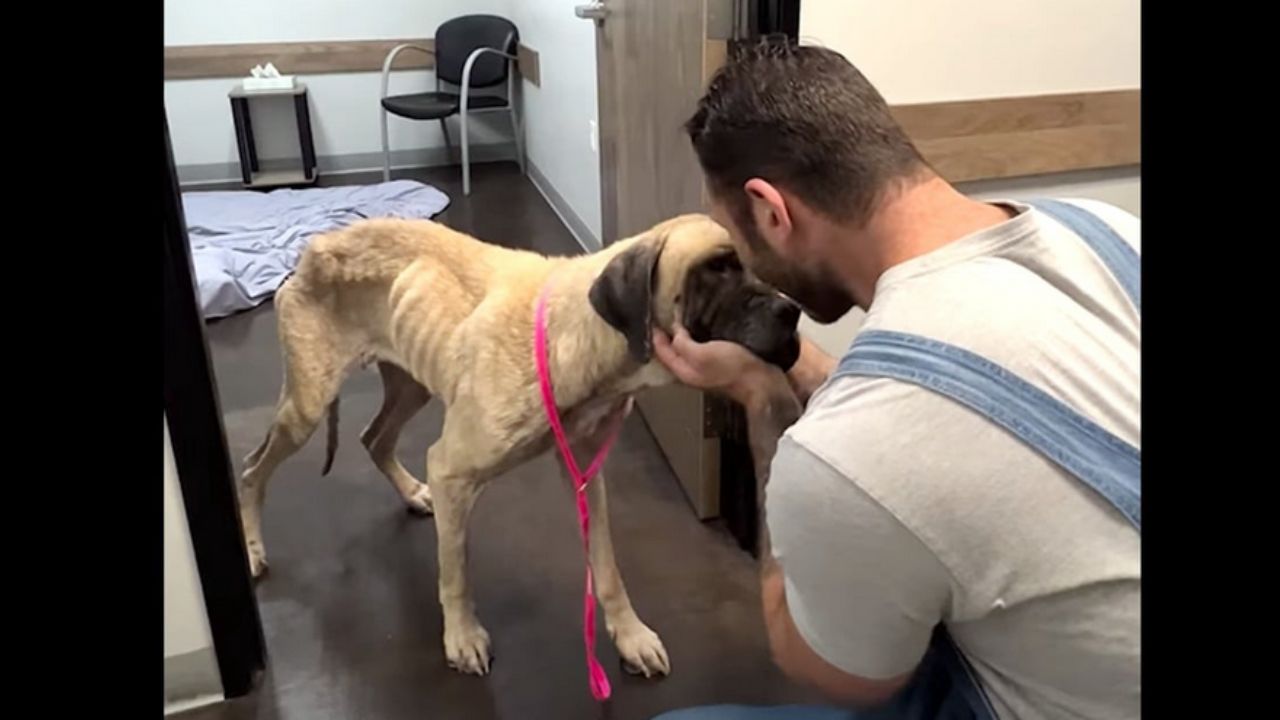 cagnolina con uomo