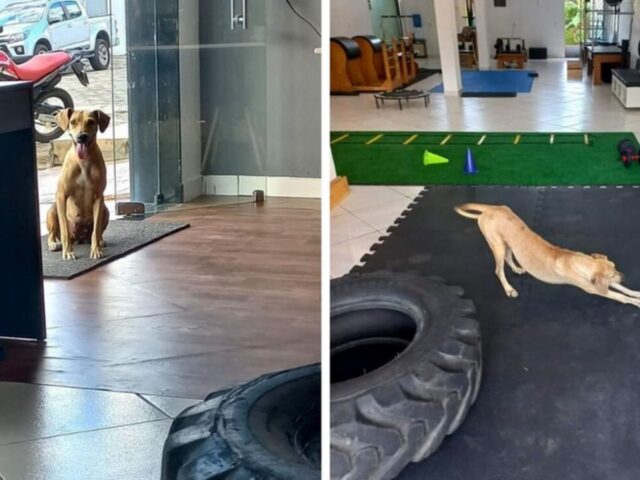 Una cagnolina entra in palestra per fare stretching e attira l’attenzione di tutti