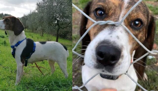 Cagnolina morsa da una vipera adottata dalla volontaria che se ne occupava, la storia di Sparta