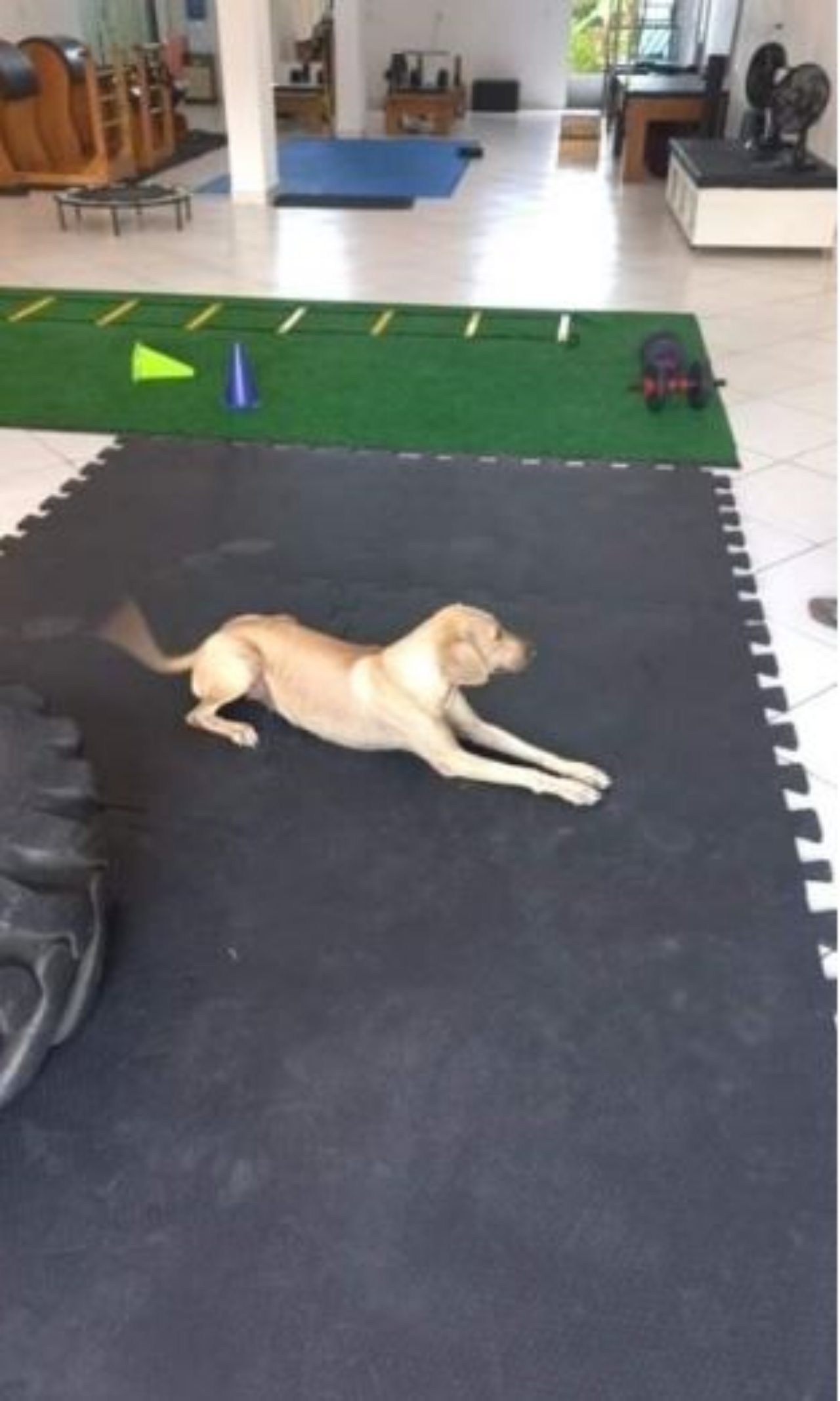 Una cagnolina distesa su un tappetino da palestra