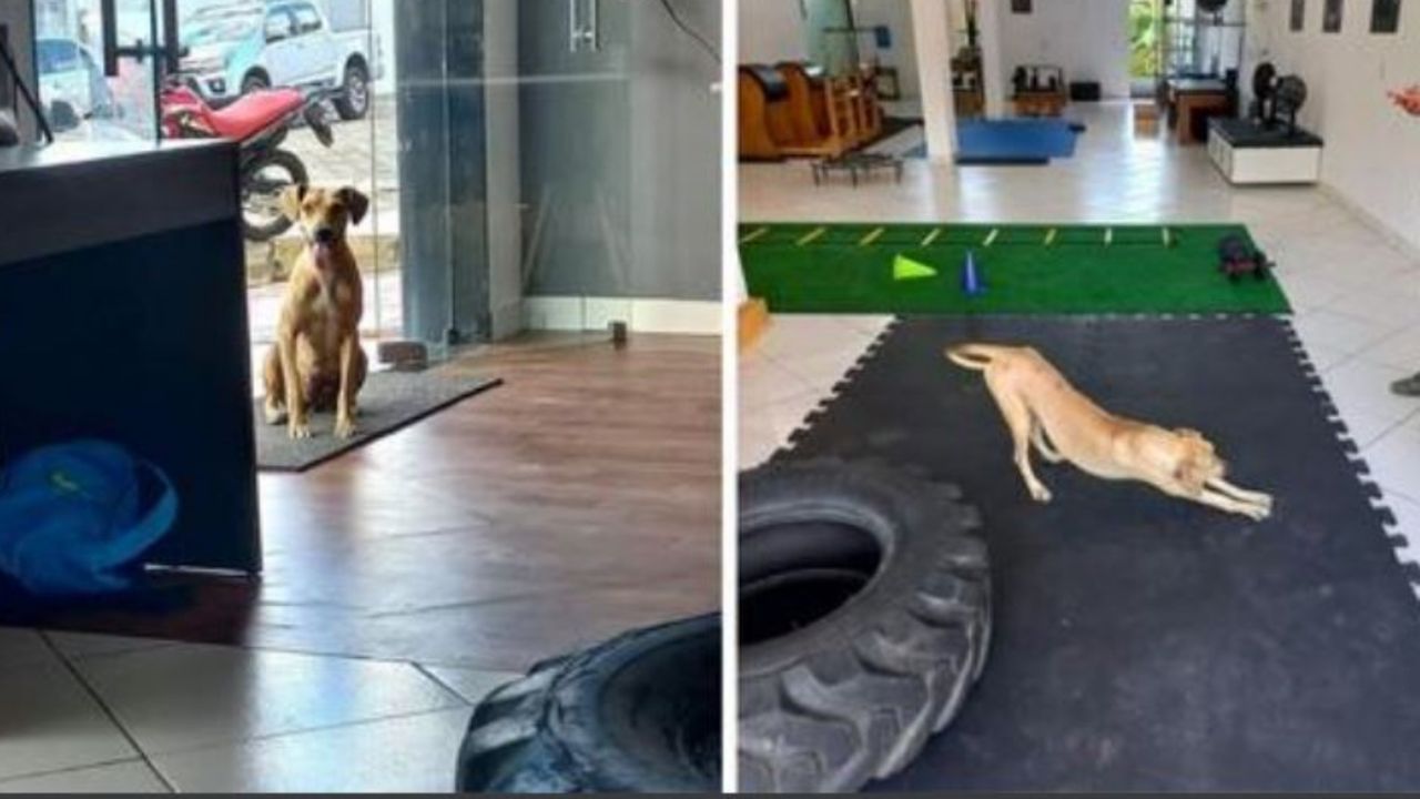 Una cagnolina in palestra