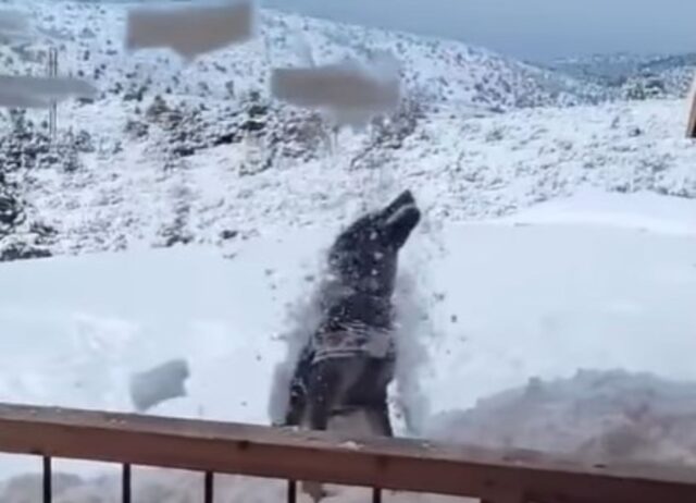 Il simpatico cagnolone viene sommerso dalla neve e non riesce a spostarsi (VIDEO)