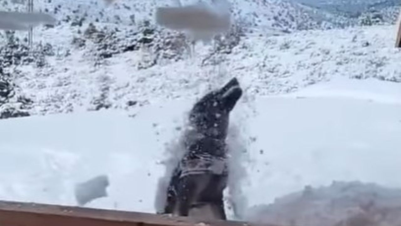 cane colpito dalla neve