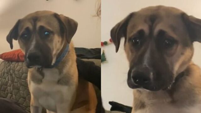 Questo tenero cane si mostra visibilmente preoccupato perché la sua mamma adottiva ha adottato un gatto