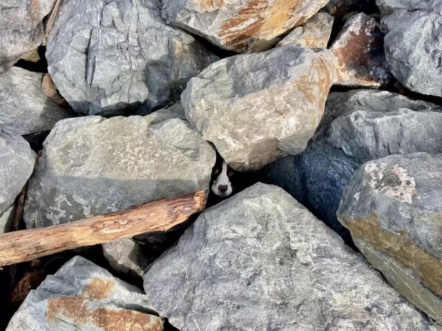 L’uomo era in spiaggia a godersi il mare, quando all’improvviso ha sentito un cane abbaiare