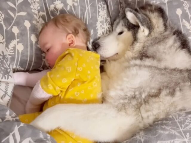 cane dorme insieme a una bimba con la maglietta gialla
