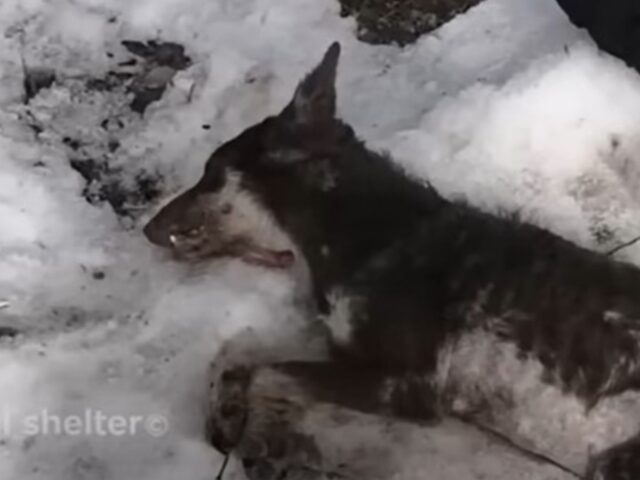 cane disteso in mezzo alla neve