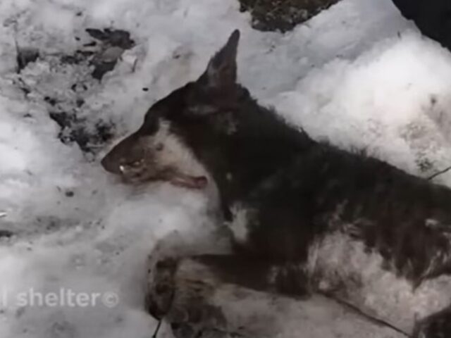 Il cane fugge via dal suo padrone ubriaco, ma purtroppo la paura era troppa