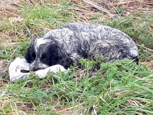 Questa cagnolina piangeva mentre guardava il sacco che aveva con sé: i suoi salvatori sono rimasti di stucco