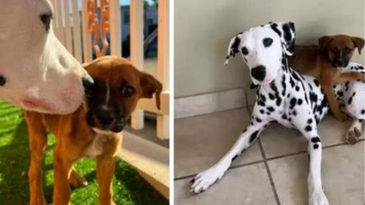 Un cane di razza Dalmata insieme ad un cucciolo