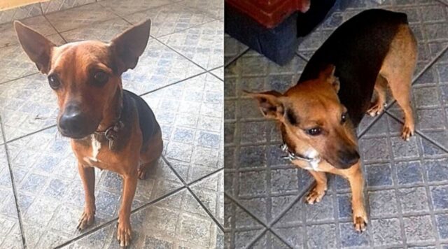 Cane scappa di casa per paura dei fuochi d’artificio e il suo fratellino ne piange la scomparsa