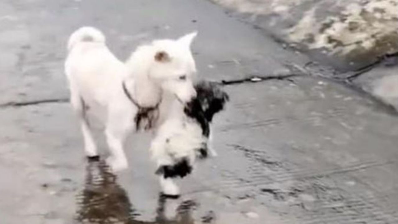 Una cagnolina con un suo cucciolo in bocca