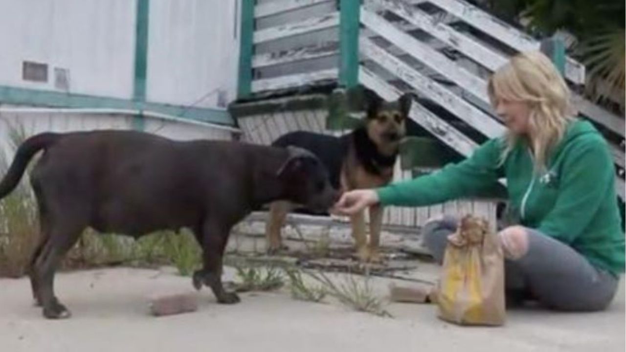 Una donna con due cani che cerca di dare del cibo