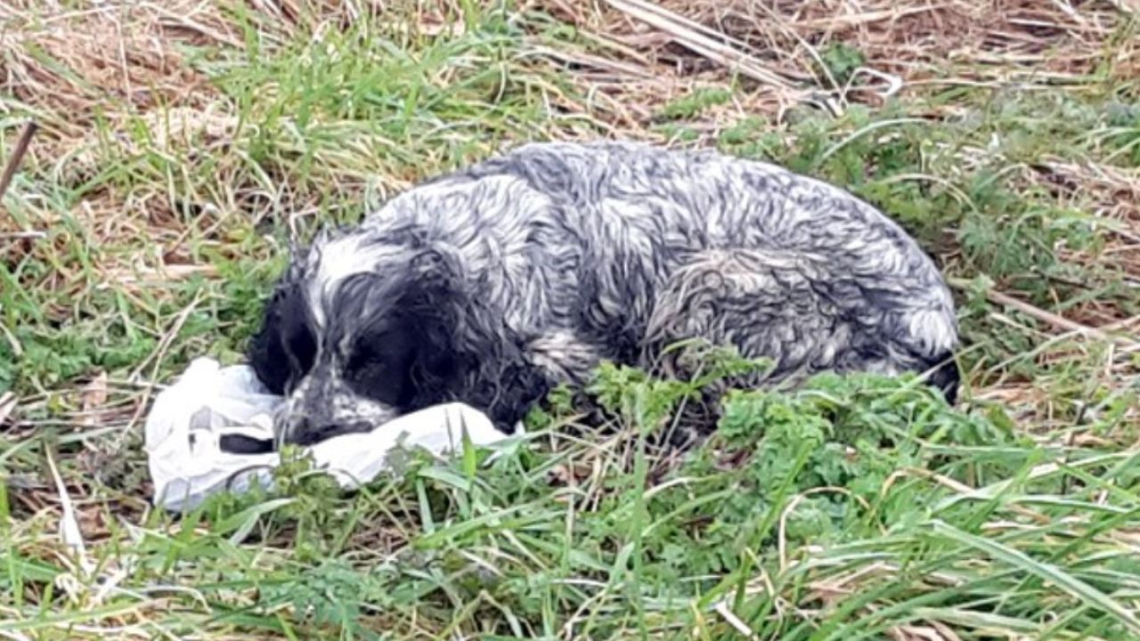 cane bianco e nero disteso sul prato