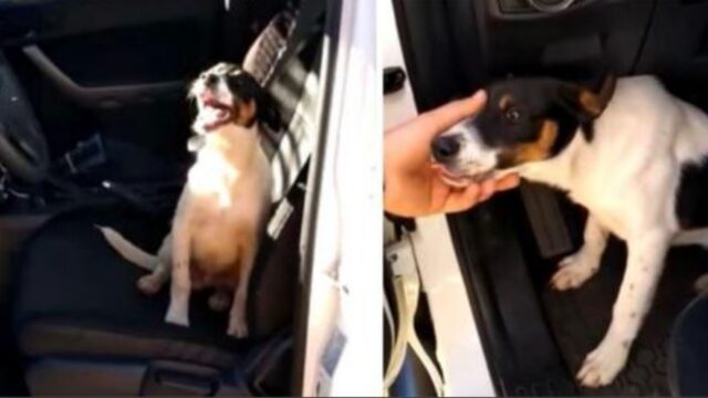 un cane in auto