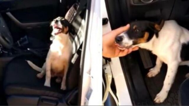 Il cane abbandonato in autostrada salta su un’auto della polizia e “chiede” ai poliziotti di essere adottato