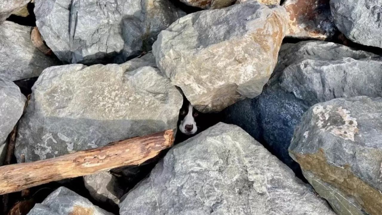 cane intrappolato tra le rocce 