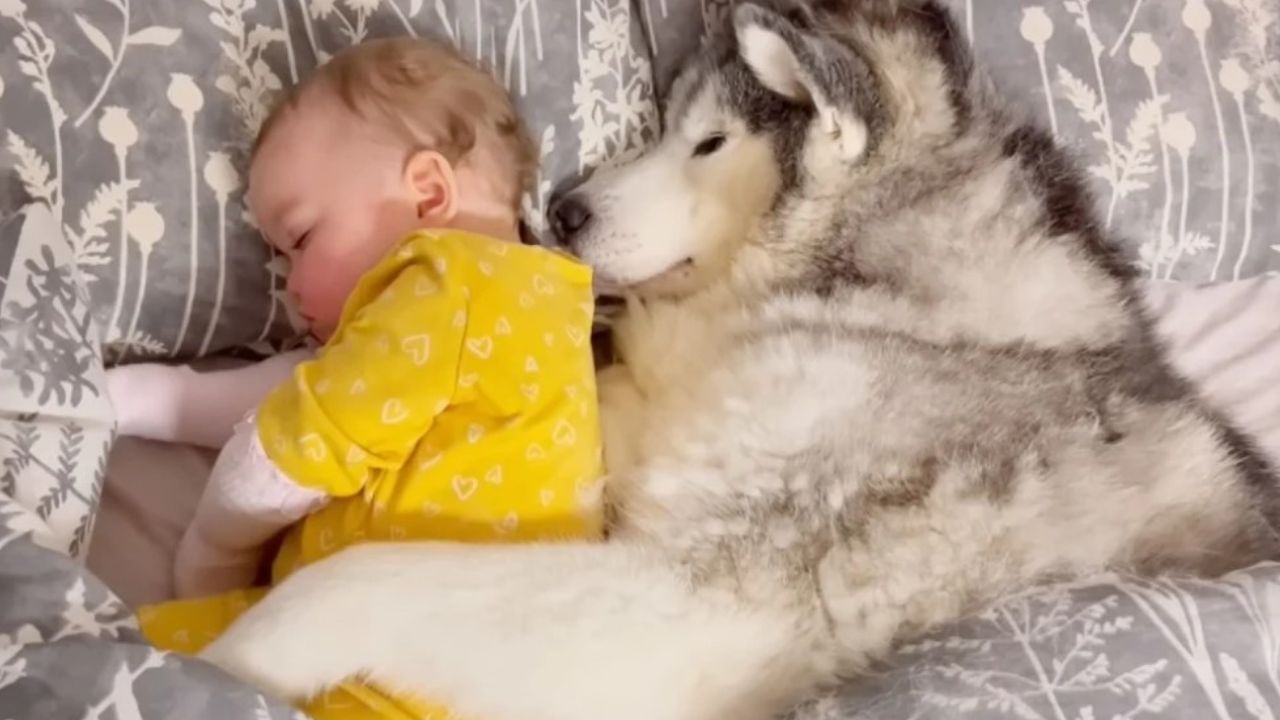 cane con bimba nel letto