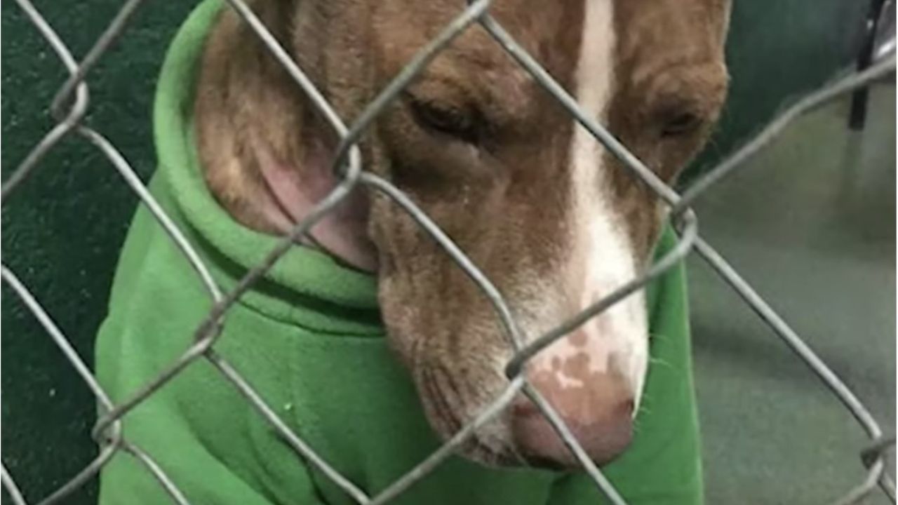 cane con maglione verde 