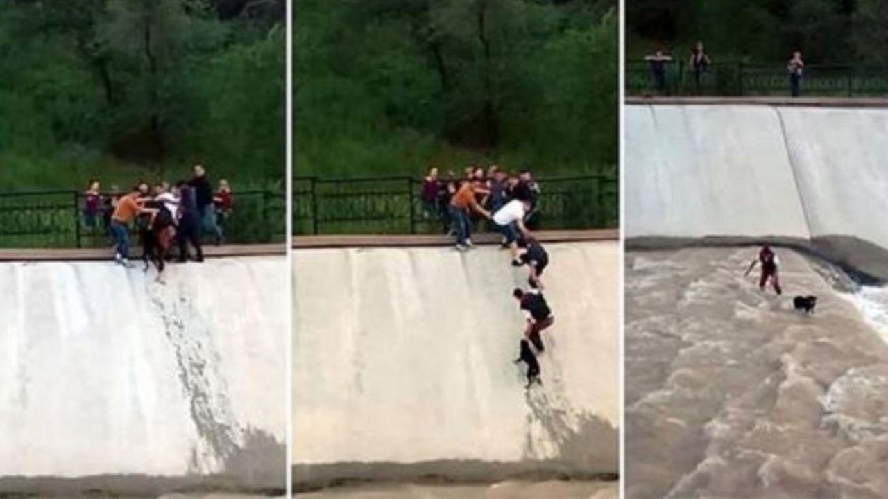 Una catena umana salva un cane dall'acqua corrente