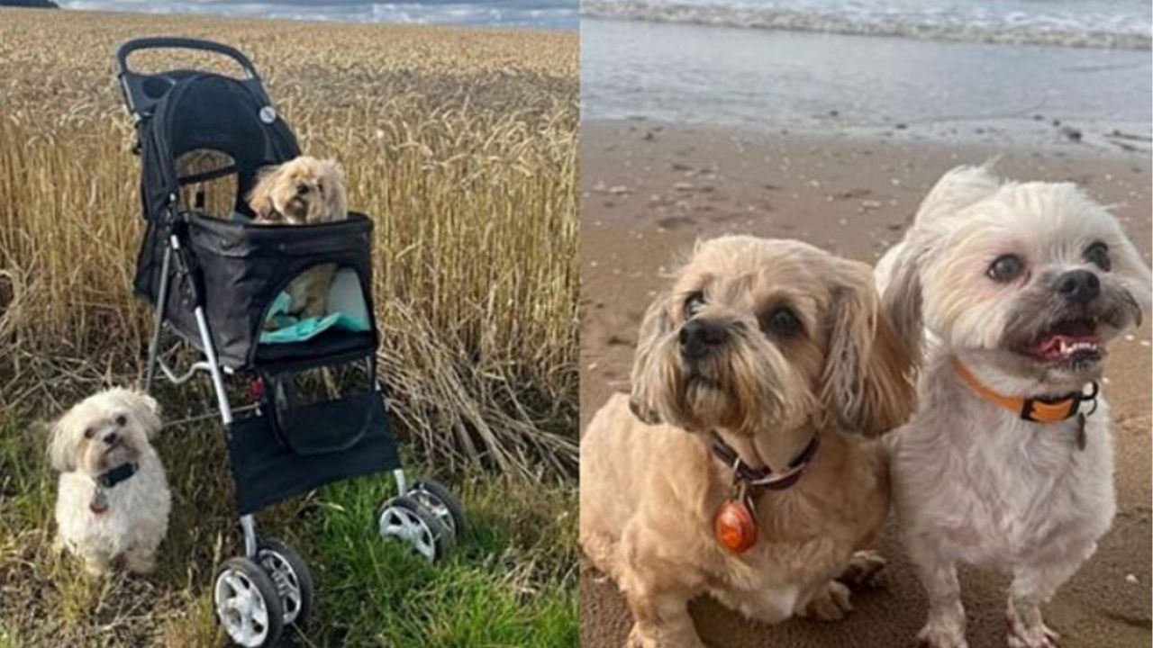 Una cagnolina di nome Maggie insieme alla sua sorellina in spiaggia