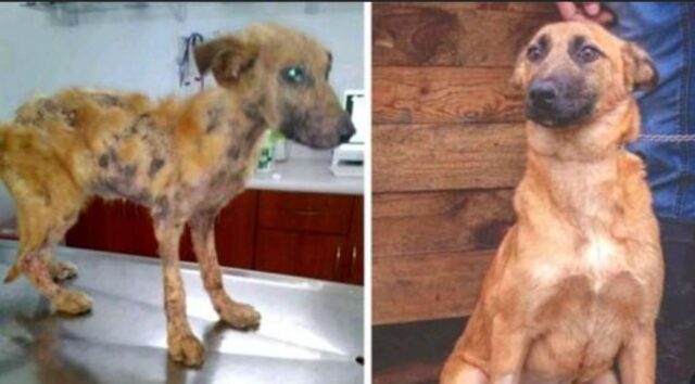 Ha quasi perso la vita per la fame e l’indifferenza: questa cagnolina meritava davvero di meglio