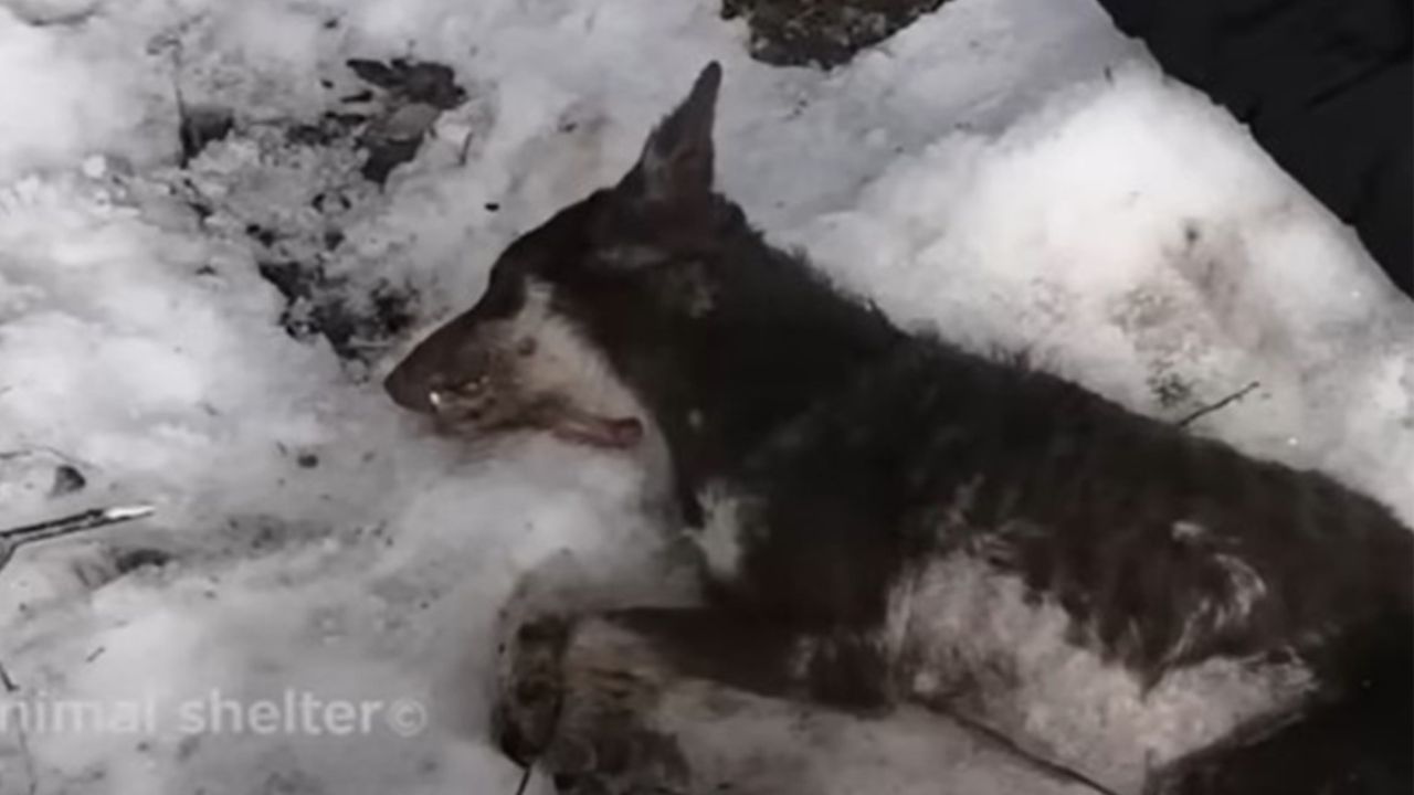 cane disteso sulla neve morente 
