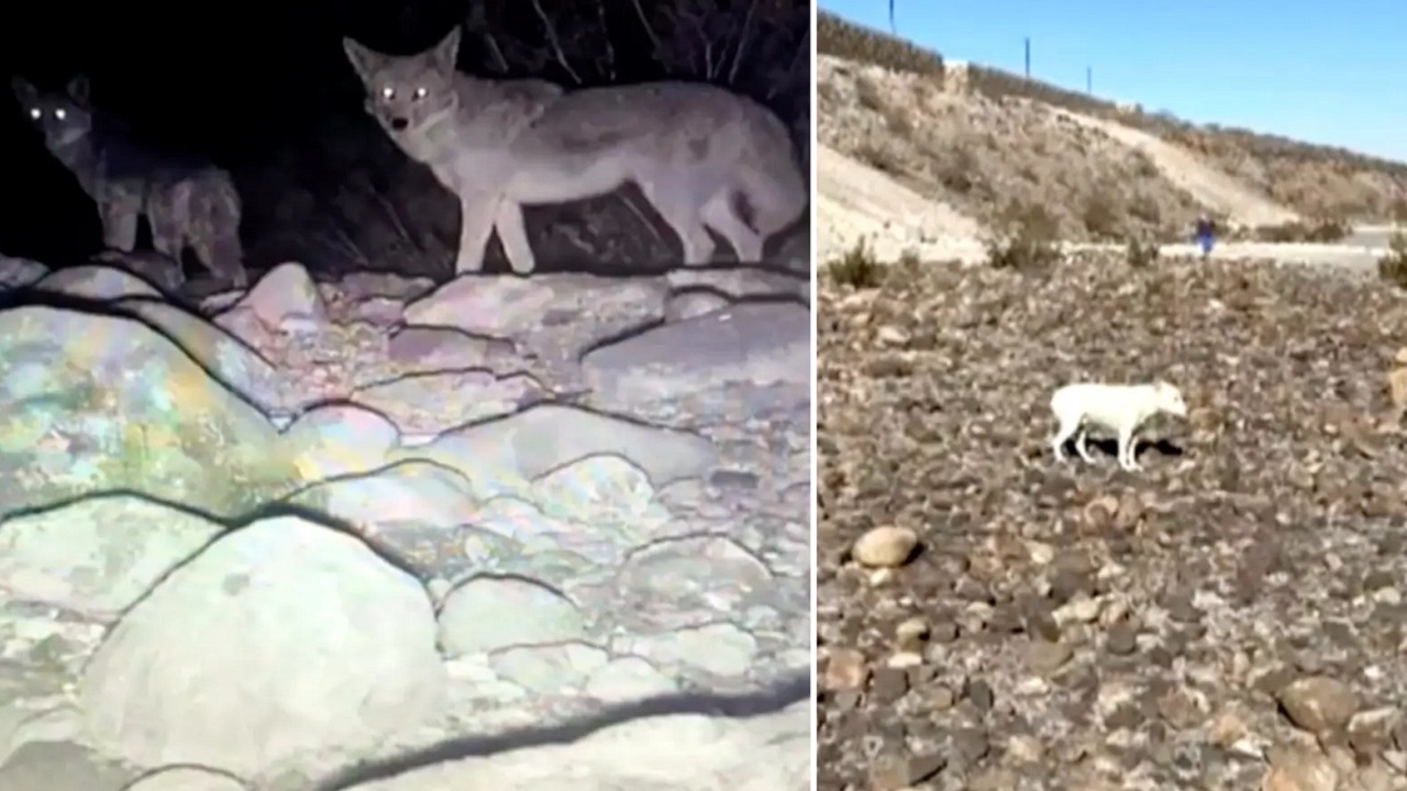 Cane bianco con i coyote