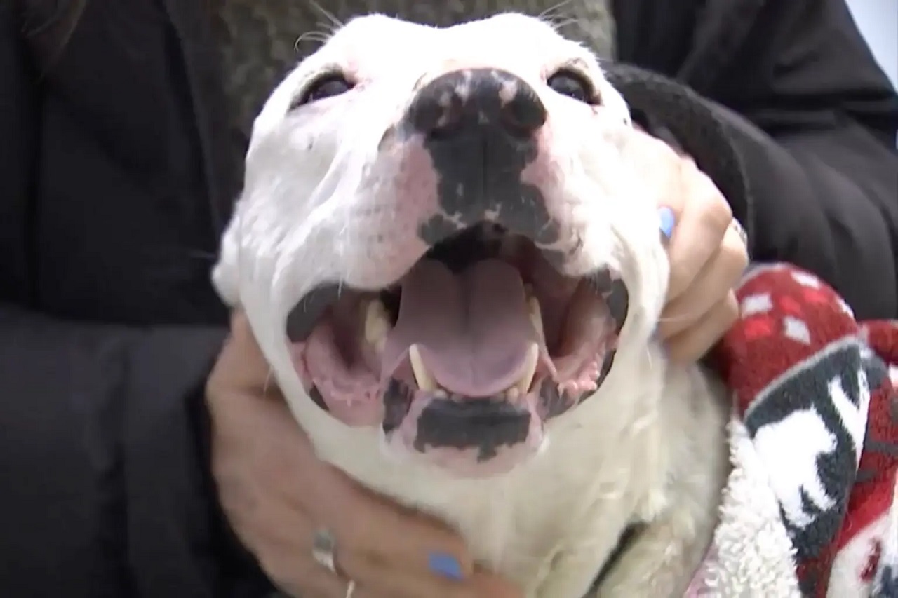 Cane bianco sorride felice